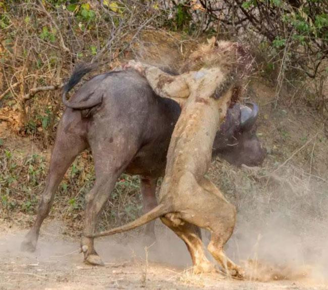 Thế nhưng, con trâu quá dũng mãnh khiến sư tử không thể thực hiện thành công kế hoạch của nó. Thế nhưng, con trâu quá dũng mãnh khiến sư tử không thể thực hiện thành công kế hoạch của nó.
