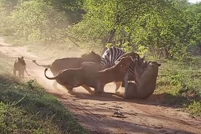 Bầy sư tử săn ngựa vằn và dạy con cách săn mồi. Bầy sư tử săn ngựa vằn và dạy con cách săn mồi.