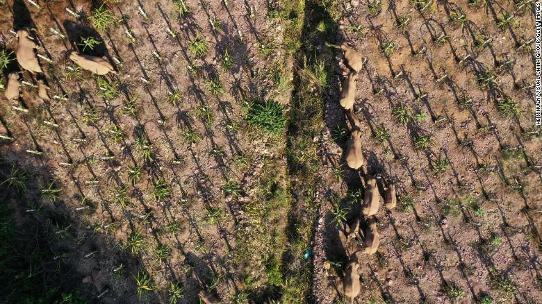 Đàn voi rừng tàn phá mùa màng những nơi chúng đi qua.