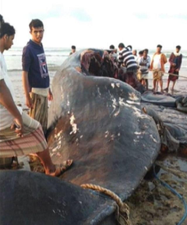 Nhóm ngư dân mổ bụng con cá nhà táng để tìm long diên hương. Nhóm ngư dân mổ bụng con cá nhà táng để tìm long diên hương.