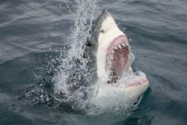 Một số vụ cá mập tấn công người vẫn xảy ra ở Biển Đỏ nhưng hiếm khi xảy ra ở Vịnh Aqaba. Một số vụ cá mập tấn công người vẫn xảy ra ở Biển Đỏ nhưng hiếm khi xảy ra ở Vịnh Aqaba.