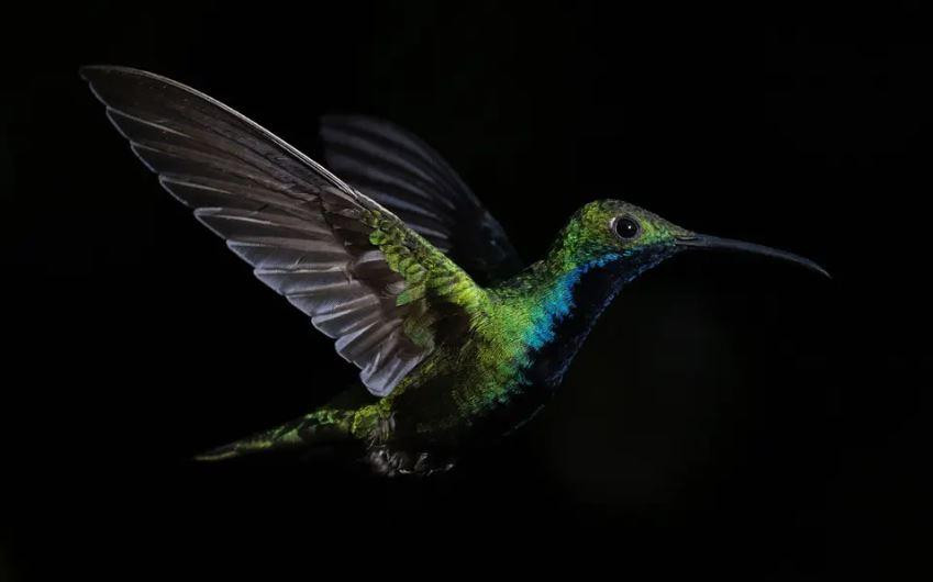 Một con chim ruồi trong một khu vườn ở Caracas, Venezuela Ảnh: Federico Parra. Một con chim ruồi trong một khu vườn ở Caracas, Venezuela Ảnh: Federico Parra.