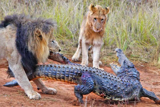 Nếu ở dưới nước, con cá sấu chắc chắn sẽ không sợ sư tử. Thế nhưng, đây là trên cạn và sư tử có số lượng vượt trội. Nếu ở dưới nước, con cá sấu chắc chắn sẽ không sợ sư tử. Thế nhưng, đây là trên cạn và sư tử có số lượng vượt trội.