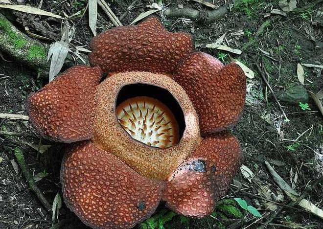 Hoa xác chết khi nở. Hoa xác chết khi nở.