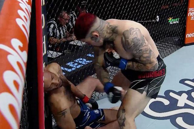 Pete Rodriguez đấm đối thủ bất tỉnh.