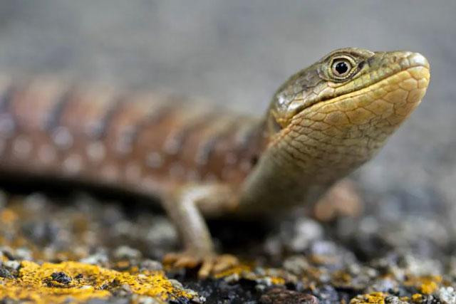 Thằn lằn cá sấu phương Bắc đang cảnh giác khi băng qua con đường nông thôn ở phía tây nam Oregon, Elkton, Mỹ. Ảnh: Robin Loznak. Thằn lằn cá sấu phương Bắc đang cảnh giác khi băng qua con đường nông thôn ở phía tây nam Oregon, Elkton, Mỹ. Ảnh: Robin Loznak.