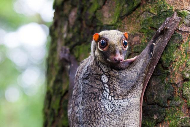 Loài động vật kỳ lạ này được tìm thấy ở Indonesia, Thái Lan, Malaysia và Singapore. Dù có cái tên “vượn cái bay” nhưng chúng không hề biết bay, mà chỉ chuyền từ cây này qua cây khác nhờ lớp màng rộng nối giữa các chi. Thức ăn chủ yếu của chúng là hoa quả, chồi non. Loài động vật kỳ lạ này được tìm thấy ở Indonesia, Thái Lan, Malaysia và Singapore. Dù có cái tên “vượn cái bay” nhưng chúng không hề biết bay, mà chỉ chuyền từ cây này qua cây khác nhờ lớp màng rộng nối giữa các chi. Thức ăn chủ yếu của chúng là hoa quả, chồi non.