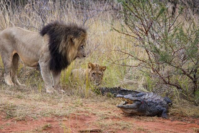 Trong lúc đang tham quan Khu bảo tồn Entabeni ở Waterberg, cậu bé Connor Dawes (15 tuổi) cùng gia đình đã ghi lại được khoảnh khắc sư tử tấn công cá sấu dữ dội khi con bò sát lớn đang tắm nắng trên bờ. Trong lúc đang tham quan Khu bảo tồn Entabeni ở Waterberg, cậu bé Connor Dawes (15 tuổi) cùng gia đình đã ghi lại được khoảnh khắc sư tử tấn công cá sấu dữ dội khi con bò sát lớn đang tắm nắng trên bờ.