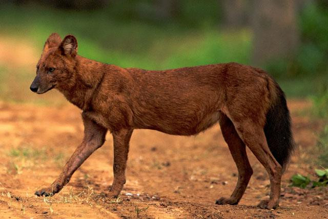 Sói lửa hay chó sói lửa, sói đỏ hay còn biết đến với các tên khác như Chó hoang châu Á, Chó hoang Ấn Độ là một loài thú ăn thịt thuộc họ Chó, thành viên duy nhất của chi Cuon. Chúng là loài có tính xã hội cao, sống thành từng bầy nhỏ. Sói lửa hay chó sói lửa, sói đỏ hay còn biết đến với các tên khác như Chó hoang châu Á, Chó hoang Ấn Độ là một loài thú ăn thịt thuộc họ Chó, thành viên duy nhất của chi Cuon. Chúng là loài có tính xã hội cao, sống thành từng bầy nhỏ.