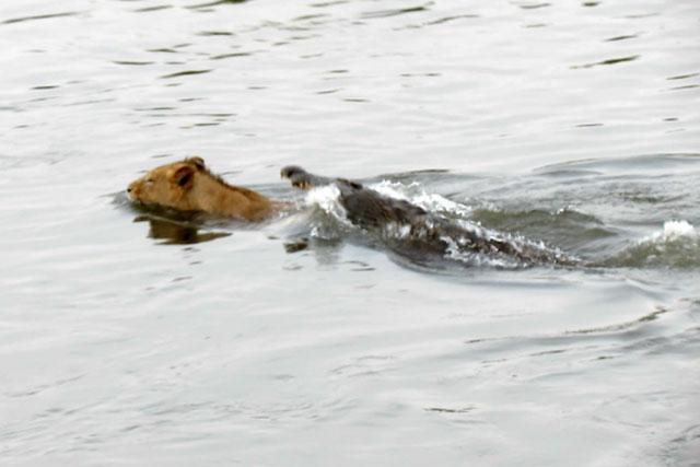 Rất may cho chú sư tử là dù cú đớp của con cá sấu đã chuẩn xác, nhưng lại không hiểm nên nó vẫn vùng vẫy thoát ra được. Rất may cho chú sư tử là dù cú đớp của con cá sấu đã chuẩn xác, nhưng lại không hiểm nên nó vẫn vùng vẫy thoát ra được.