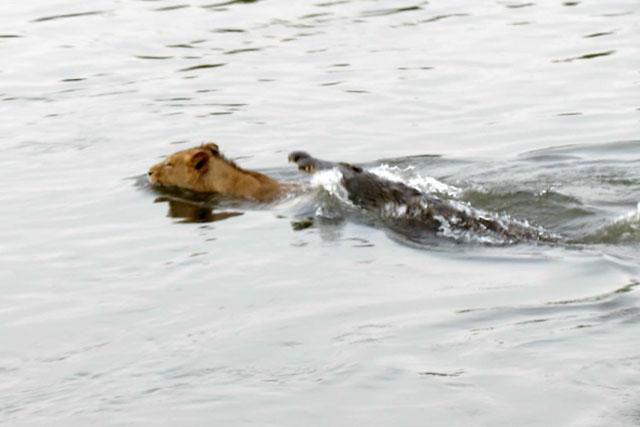 Theo tờ Lates Sightings, cảnh tượng này được ghi lại tại sông Sabie thuộc Vườn quốc gia Kruger, Nam Phi. Theo tờ Lates Sightings, cảnh tượng này được ghi lại tại sông Sabie thuộc Vườn quốc gia Kruger, Nam Phi.
