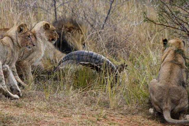 Rất may là lớp da dày, cứng chắc đã giúp nó không bị dính những vết thương quá nặng. Rất may là lớp da dày, cứng chắc đã giúp nó không bị dính những vết thương quá nặng.