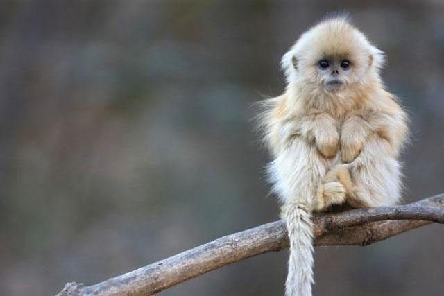 Khỉ mũi hếch là một nhóm khỉ thuộc họ khỉ Cựu thế giới, sống ở nhiều vùng khác nhau tại Châu Á. Chúng được đặt tên nhờ vào chiếc mũi ngắn trên khuôn mặt tròn, với lỗ mũi hướng về phía trước. Loài động vật này có bộ lông tương đối nhiều màu và dài, đặc biệt là ở vai và lưng. Khỉ mũi hếch là một nhóm khỉ thuộc họ khỉ Cựu thế giới, sống ở nhiều vùng khác nhau tại Châu Á. Chúng được đặt tên nhờ vào chiếc mũi ngắn trên khuôn mặt tròn, với lỗ mũi hướng về phía trước. Loài động vật này có bộ lông tương đối nhiều màu và dài, đặc biệt là ở vai và lưng.