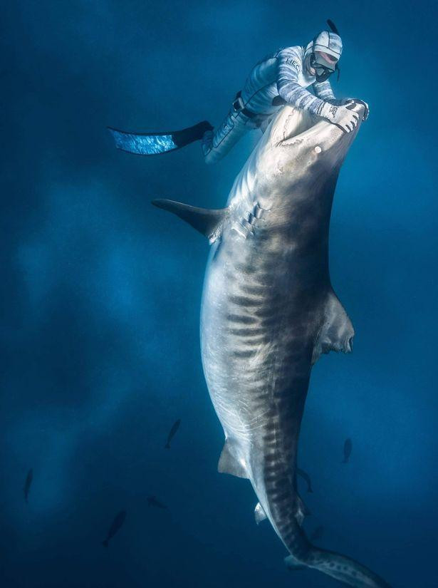 Những bức ảnh cho thấy Seybald không sợ hãi việc tiếp cận những con cá mập khổng lồ, hung dữ. “Tôi là một thợ lặn đảm bảo an toàn với cá mập và tôi cho cá mập ăn ở những khu vực cụ thể để thu hút cá mập đồng thời mang lại trải nghiệm tuyệt vời cho khách du lịch. Những bức ảnh cho thấy Seybald không sợ hãi việc tiếp cận những con cá mập khổng lồ, hung dữ. “Tôi là một thợ lặn đảm bảo an toàn với cá mập và tôi cho cá mập ăn ở những khu vực cụ thể để thu hút cá mập đồng thời mang lại trải nghiệm tuyệt vời cho khách du lịch.