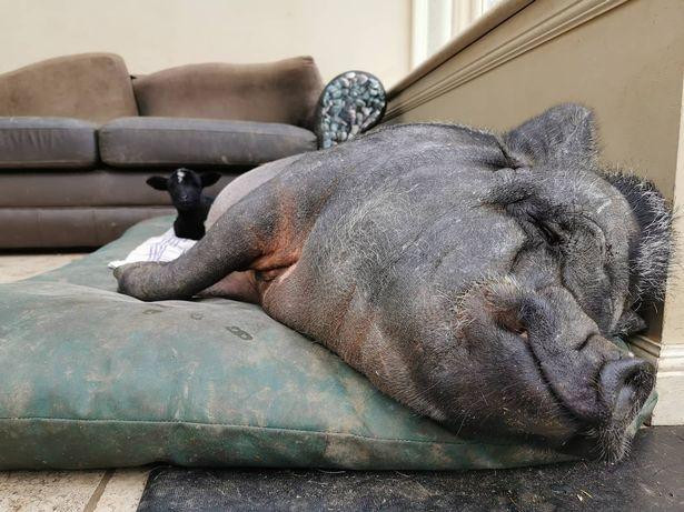 Chú cừu con lấp ló phía sau "bố nuôi" khổng lồ.