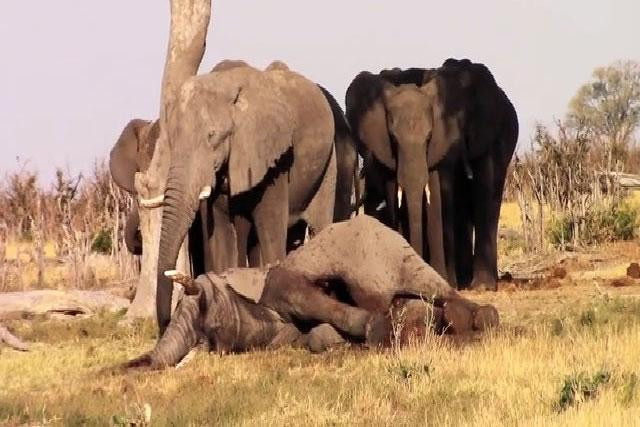 Bầy voi thương cảm đồng loại qua đời.