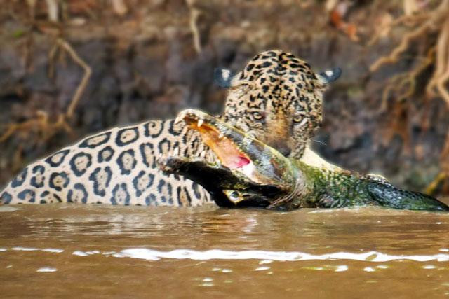 Con cá sấu thành bữa ăn ngon cho báo đốm.