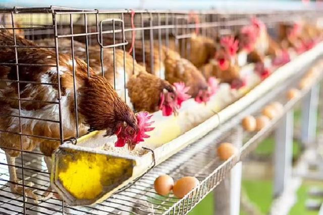 Tương lai con người có thể giảm nuôi gà đẻ trứng vì đã có lòng trắng trứng được tạo ra từ nấm?