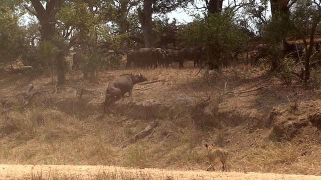 Mặc dù cả đàn đã may mắn chạy được, nhưng một chú trâu đực bị trượt chân và mắc kẹt ở dải đất bìa rừng. Mặc dù cả đàn đã may mắn chạy được, nhưng một chú trâu đực bị trượt chân và mắc kẹt ở dải đất bìa rừng.