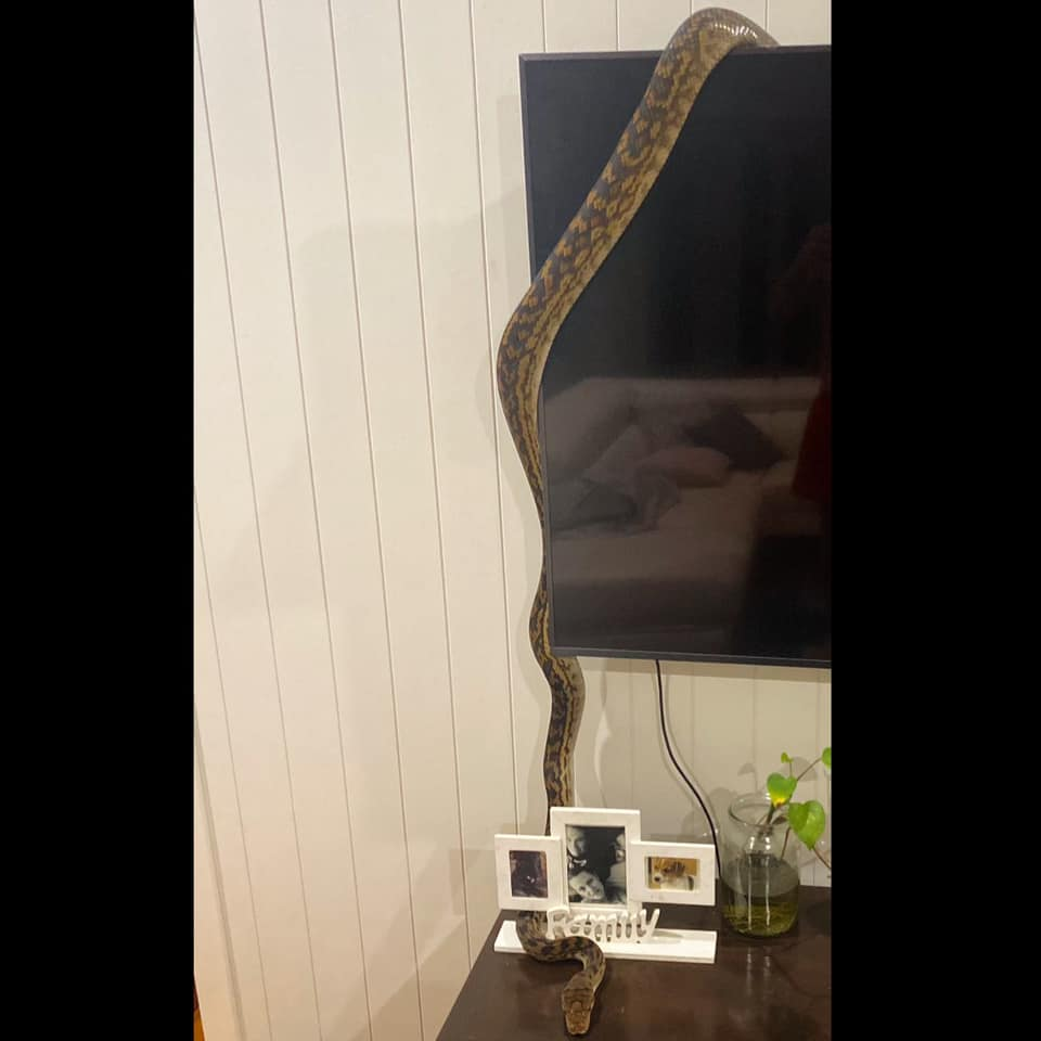 Con trăn khổng lồ dài 3m treo mình trên tivi, đầu trườn xuống chiếc kệ bên dưới.