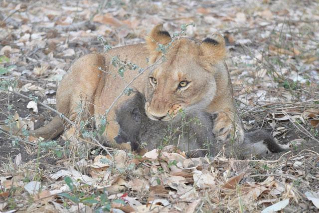 Khỉ đầu chó không phải con mồi ưa thích của sư tử. Khỉ đầu chó không phải con mồi ưa thích của sư tử.