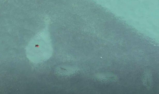 Người có chiếc ván đỏ rất gần một con cá mập.