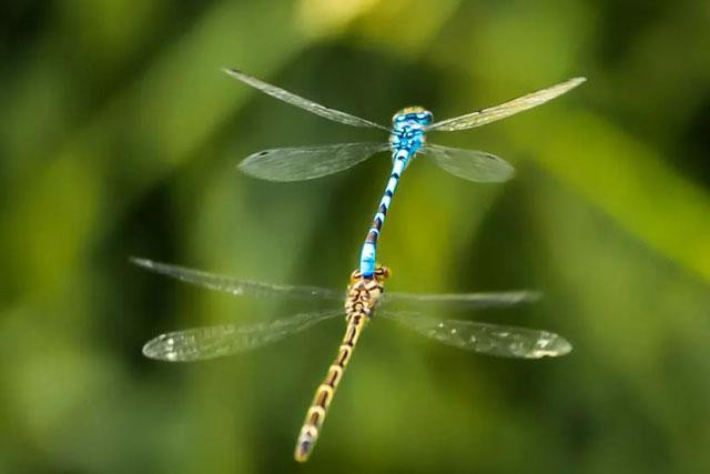 Chuồn chuồn giao phối ở North Yorkshire, Tây Haddlesey, Vương quốc Anh. Ảnh: Danny Lawson. Chuồn chuồn giao phối ở North Yorkshire, Tây Haddlesey, Vương quốc Anh. Ảnh: Danny Lawson.