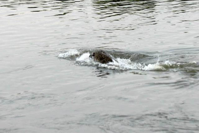 Con cá sấu cố gắng nhấn chìm chú sư tử. Con cá sấu cố gắng nhấn chìm chú sư tử.