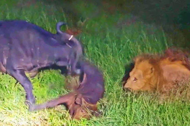 Cú húc trúng trâu con của trâu trưởng thành. Cú húc trúng trâu con của trâu trưởng thành.