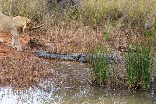 Cuối cùng, con cá sấu cũng trốn thoát thành công. Cuối cùng, con cá sấu cũng trốn thoát thành công.