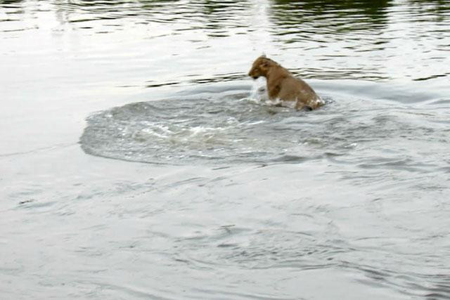 Cuối cùng chú sư tử cũng thoát chết. Cuối cùng chú sư tử cũng thoát chết.