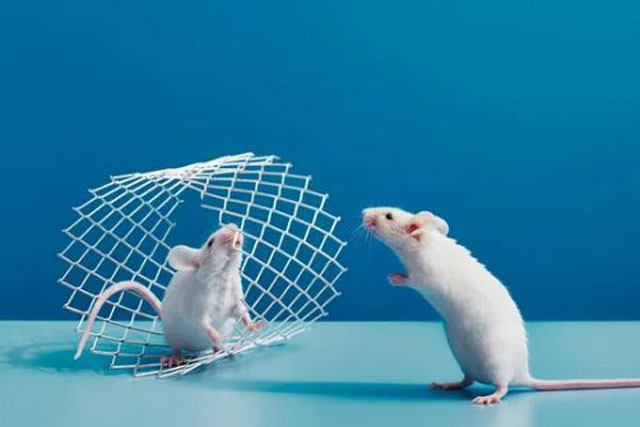 Chuột sẽ cố gắng cứu tỉnh đồng loại khi thấy đối phương bất tỉnh. Chuột sẽ cố gắng cứu tỉnh đồng loại khi thấy đối phương bất tỉnh.