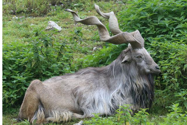 Sơn dương núi Pakistan hay Sơn dương Markhor là một loài dê hoang dã lớn được tìm thấy ở Afghanistan, Pakistan, Kashmir, Tajikistan và Uzbekistan. Loài này được IUCN xếp vào loại Nguy cấp, vì có ít hơn 2.500 cá thể trưởng thành. Sơn dương núi Pakistan hay Sơn dương Markhor là một loài dê hoang dã lớn được tìm thấy ở Afghanistan, Pakistan, Kashmir, Tajikistan và Uzbekistan. Loài này được IUCN xếp vào loại Nguy cấp, vì có ít hơn 2.500 cá thể trưởng thành.
