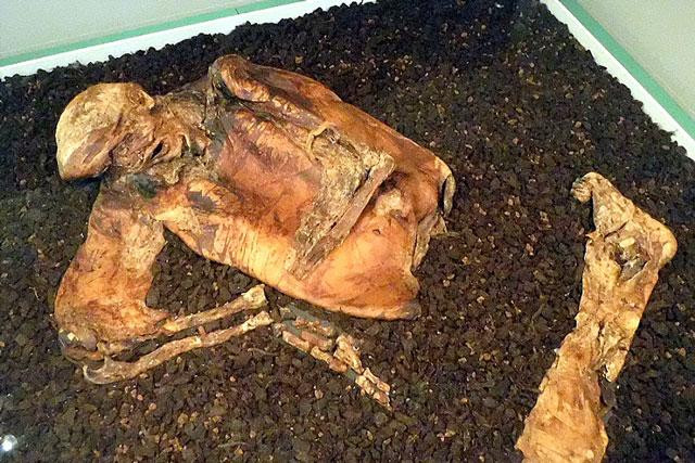 Thi thể Lindow Man được bảo quản trong bảo tàng. Thi thể Lindow Man được bảo quản trong bảo tàng.