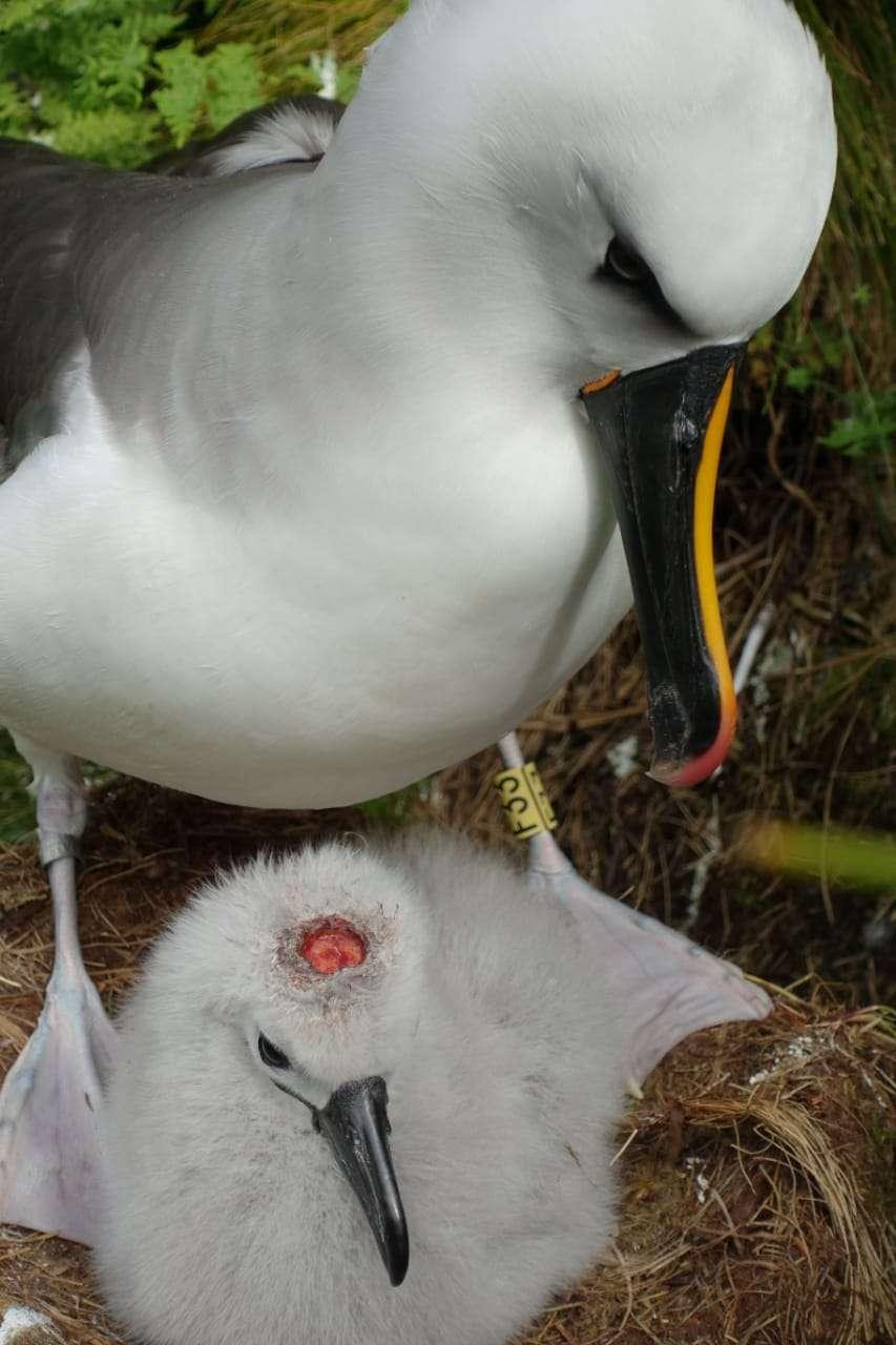 Một con chim hải âu con bị chuột cắn não.