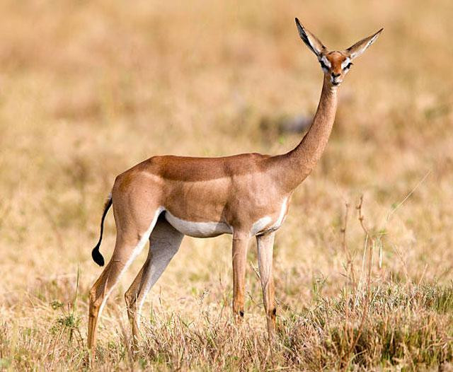 Linh dương Gerenuk còn được gọi là linh dương Waller, là một loài linh dương cổ dài được tìm thấy ở Đông Phi. Chúng là thành viên duy nhất của chi Litocranius được nhà tự nhiên học Victor Brooke mô tả lần đầu tiên vào năm 1879. Linh dương Gerenuk còn được gọi là linh dương Waller, là một loài linh dương cổ dài được tìm thấy ở Đông Phi. Chúng là thành viên duy nhất của chi Litocranius được nhà tự nhiên học Victor Brooke mô tả lần đầu tiên vào năm 1879.