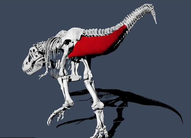 Khủng long bạo chúa được cho là đi chậm vì có cái đuôi nặng nề, cồng kềnh.