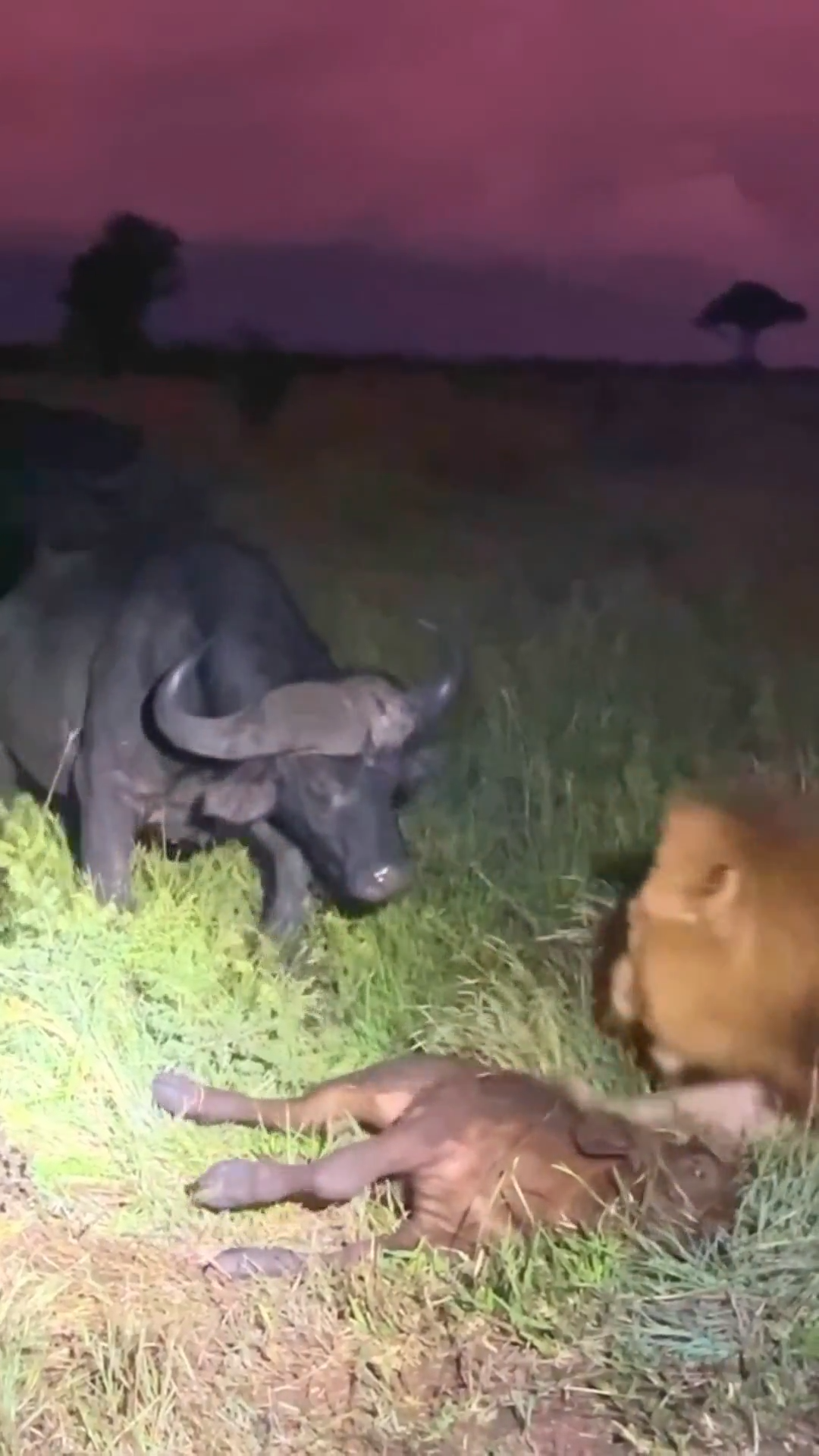 Nhờ một cú húc mà chú trâu con đã có màn thoát chết ngoạn mục.