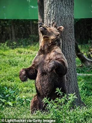 Gấu nâu chăm chỉ cọ xát vào cây nhất vào thời kỳ sung mãn của chúng.