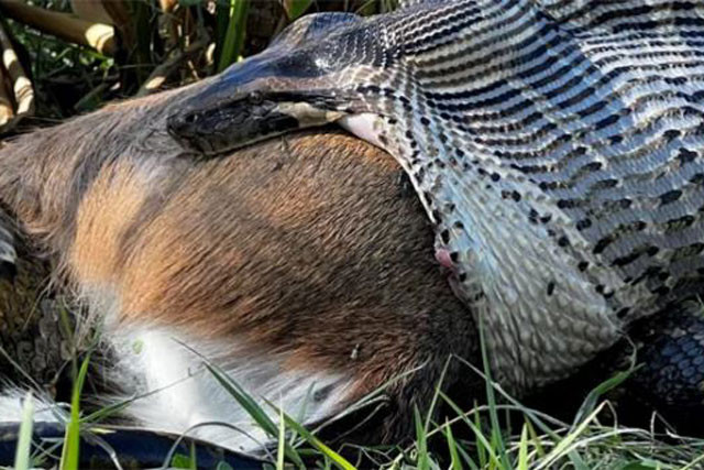 Con trăn đã mở rộng miệng ra tới mức khó tin để nuốt chửng chú hươu. Con trăn đã mở rộng miệng ra tới mức khó tin để nuốt chửng chú hươu.