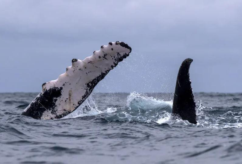 Cá voi lưng gù tới vùng biển xích đạo ngoài khơi Atacames, Ecuador để giao phối và đẻ con. Ảnh: Jose Jacome. Cá voi lưng gù tới vùng biển xích đạo ngoài khơi Atacames, Ecuador để giao phối và đẻ con. Ảnh: Jose Jacome.