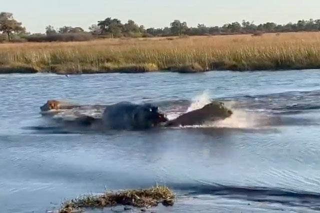 Hà mã tấn công sư tử.