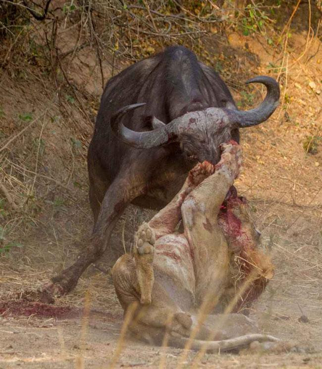 Sau đó, sư tử cố gắng cắn chặt vào mũi trâu rừng nhằm khiến đối thủ ngạt thở. Sau đó, sư tử cố gắng cắn chặt vào mũi trâu rừng nhằm khiến đối thủ ngạt thở.