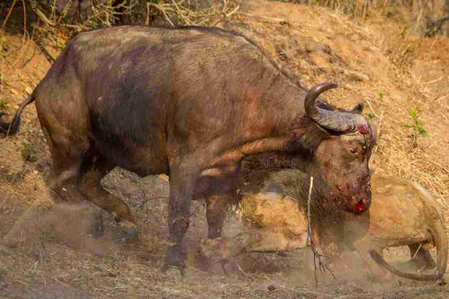 Khi phát hiện ra chú trâu rừng ở 1 mình, con sư tử đực liền lao lên tấn công. Tuy nhiên, trâu rừng cũng chống trả cực kỳ quyết liệt. Khi phát hiện ra chú trâu rừng ở 1 mình, con sư tử đực liền lao lên tấn công. Tuy nhiên, trâu rừng cũng chống trả cực kỳ quyết liệt.