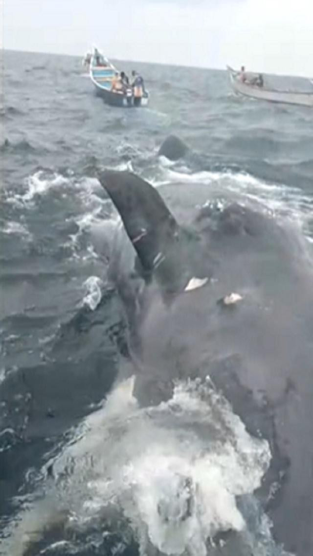 Ngư dân Yemen kéo xác cá nhà táng vào bờ. Ngư dân Yemen kéo xác cá nhà táng vào bờ.