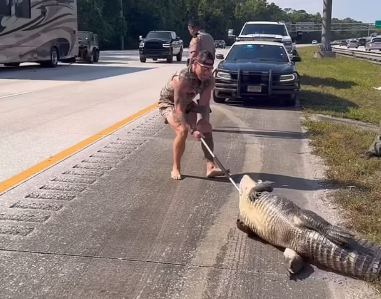 Dragich lôi con cá sấu ra khỏi đám cỏ. Dragich lôi con cá sấu ra khỏi đám cỏ.