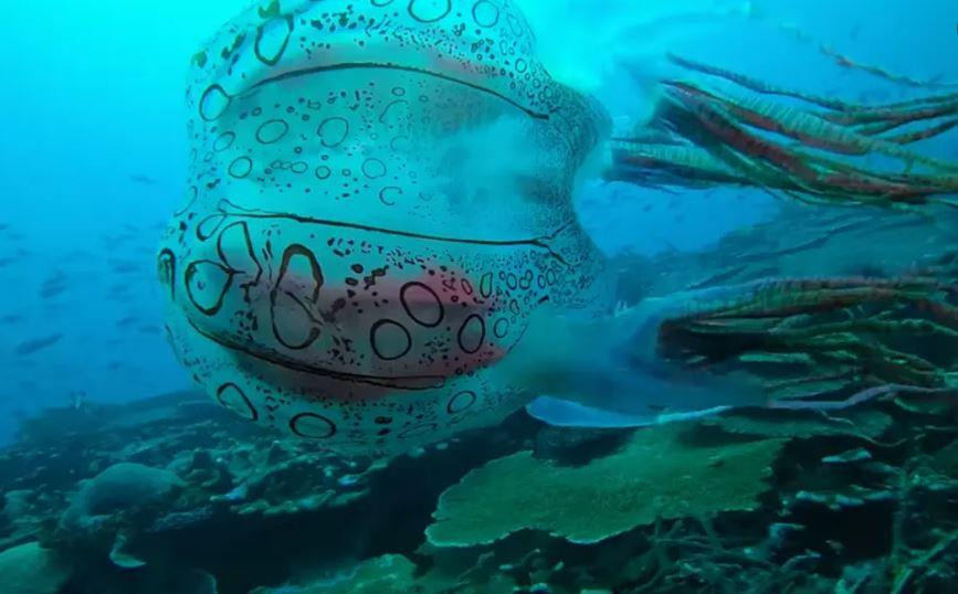 Một loài sứa mới được tìm thấy ở Papua New Guinea. Ảnh: Scuba Ventures Kavieng. Một loài sứa mới được tìm thấy ở Papua New Guinea. Ảnh: Scuba Ventures Kavieng.