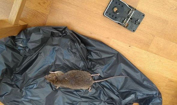 Số lượng chuột đã gia tăng đáng kể trong thời gian giãn cách xã hội ở Anh. Số lượng chuột đã gia tăng đáng kể trong thời gian giãn cách xã hội ở Anh.