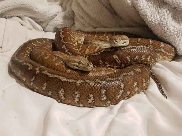2 con trăn Jasper và Cairo - thú cưng của anh chàng độc thân Johnny Walker
