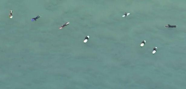 Đám đông người lướt sóng hầu như không biết có cá mập gần đó.